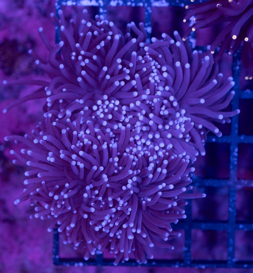 Purple Tip Torch 1" - Ocean Reefs Marine Aquariums