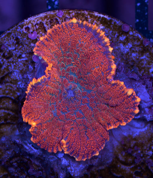 Rusty Morph Single Polyp - Ocean Reefs Marine Aquariums