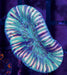 Multicolour Trachy 1" - Ocean Reefs Marine Aquariums