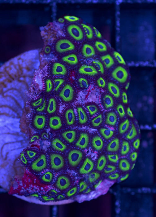 Blueberry Mint Zoa Frag - Ocean Reefs Marine Aquariums
