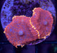 Rusty Morph 2 Polyps - Ocean Reefs Marine Aquariums