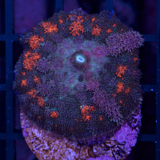 Flameburst Fluffy Morph Single Polyp - Ocean Reefs Marine Aquariums