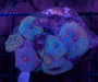 Morph Combo Rock 2" - Ocean Reefs Marine Aquariums