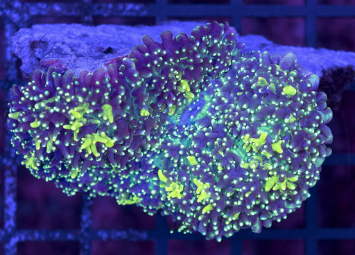 Nuclear Green Fluffy Morph Single Polyp - Ocean Reefs Marine Aquariums
