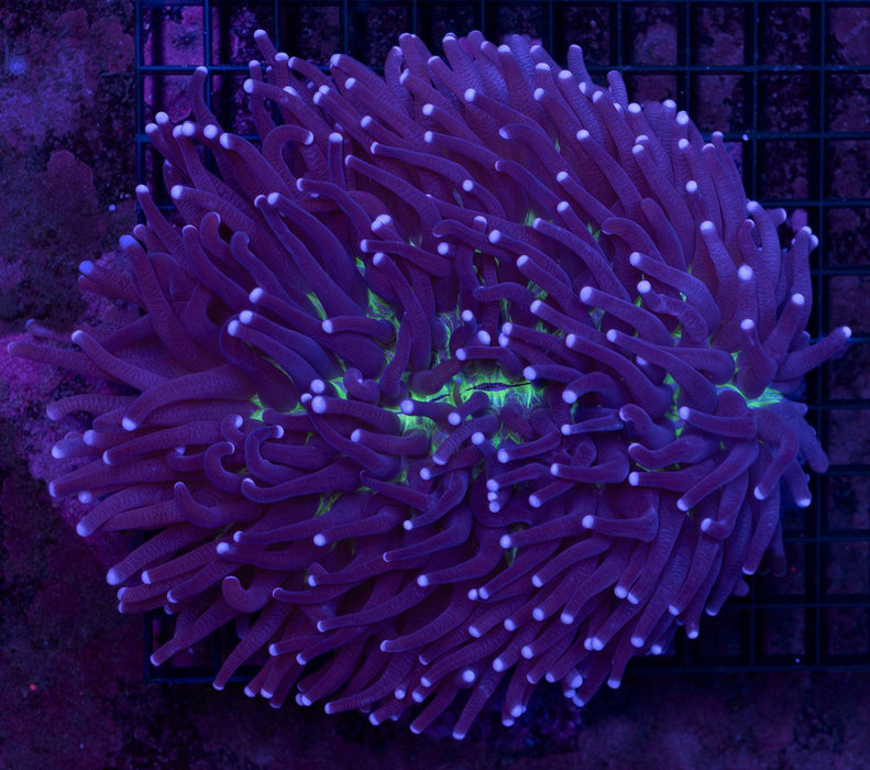 QLD Green Base Heliofungia 4" - Ocean Reefs Marine Aquariums