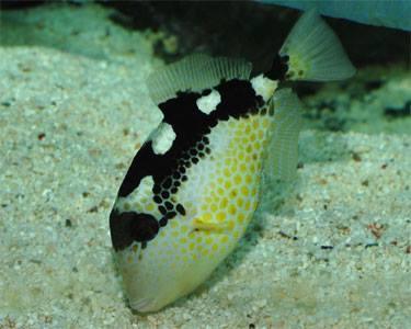 Starry triggerfish     - Ocean Reefs Marine Aquariums