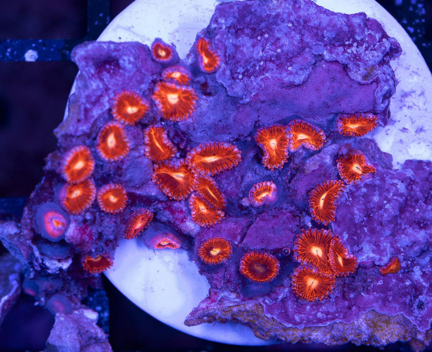 Ultra Red Zoa Frag - Ocean Reefs Marine Aquariums
