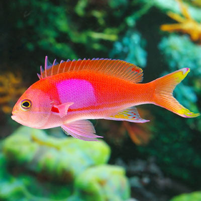 Anthias — Ocean Reefs Marine Aquariums