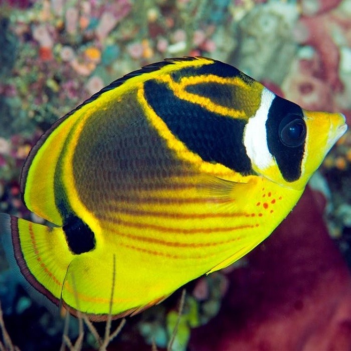 Butterflyfish — Ocean Reefs Marine Aquariums