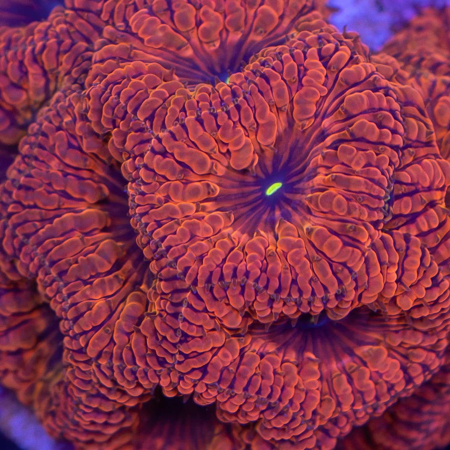 Corals For Sale in Australia Ocean Reefs Marine Aquariums