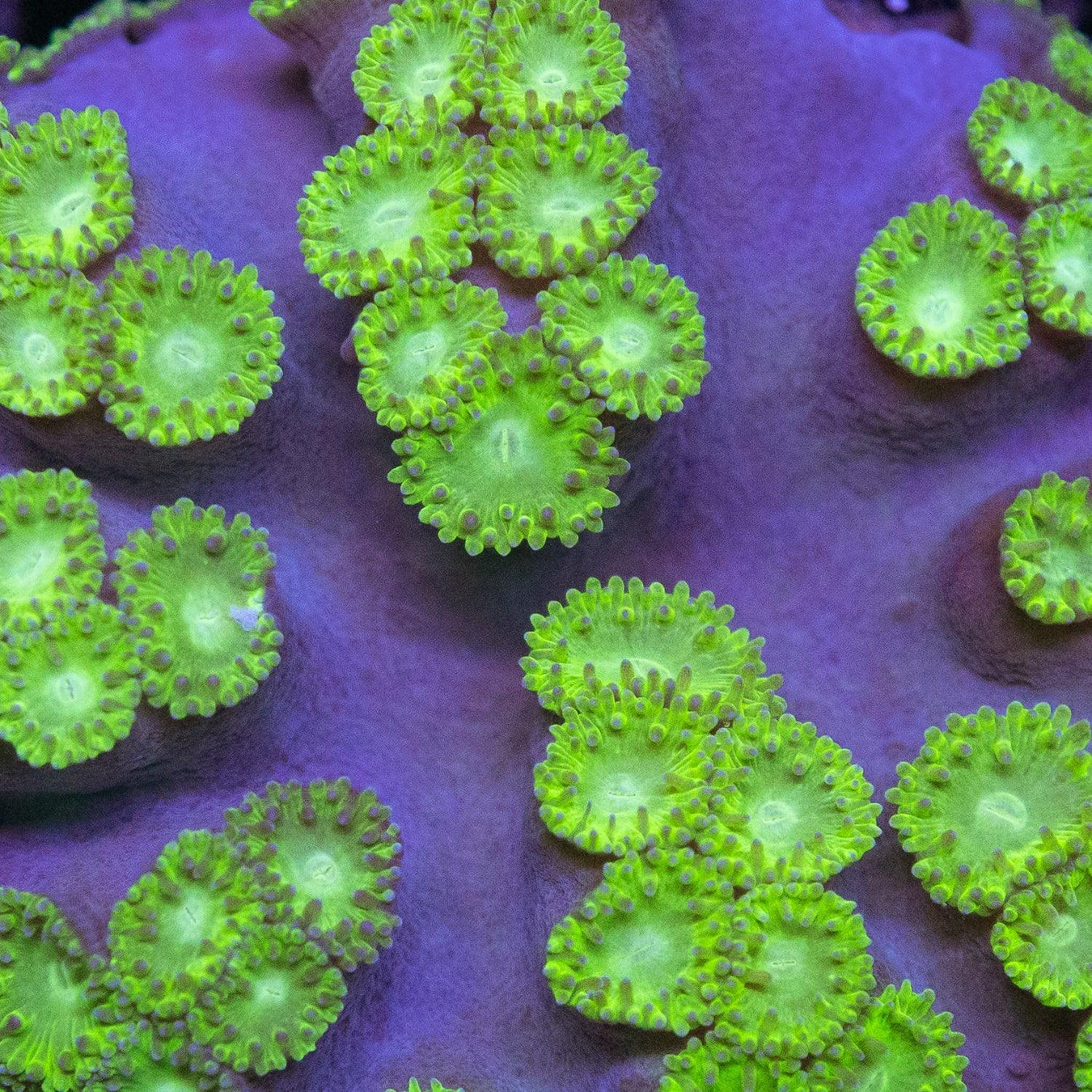 Cup Coral