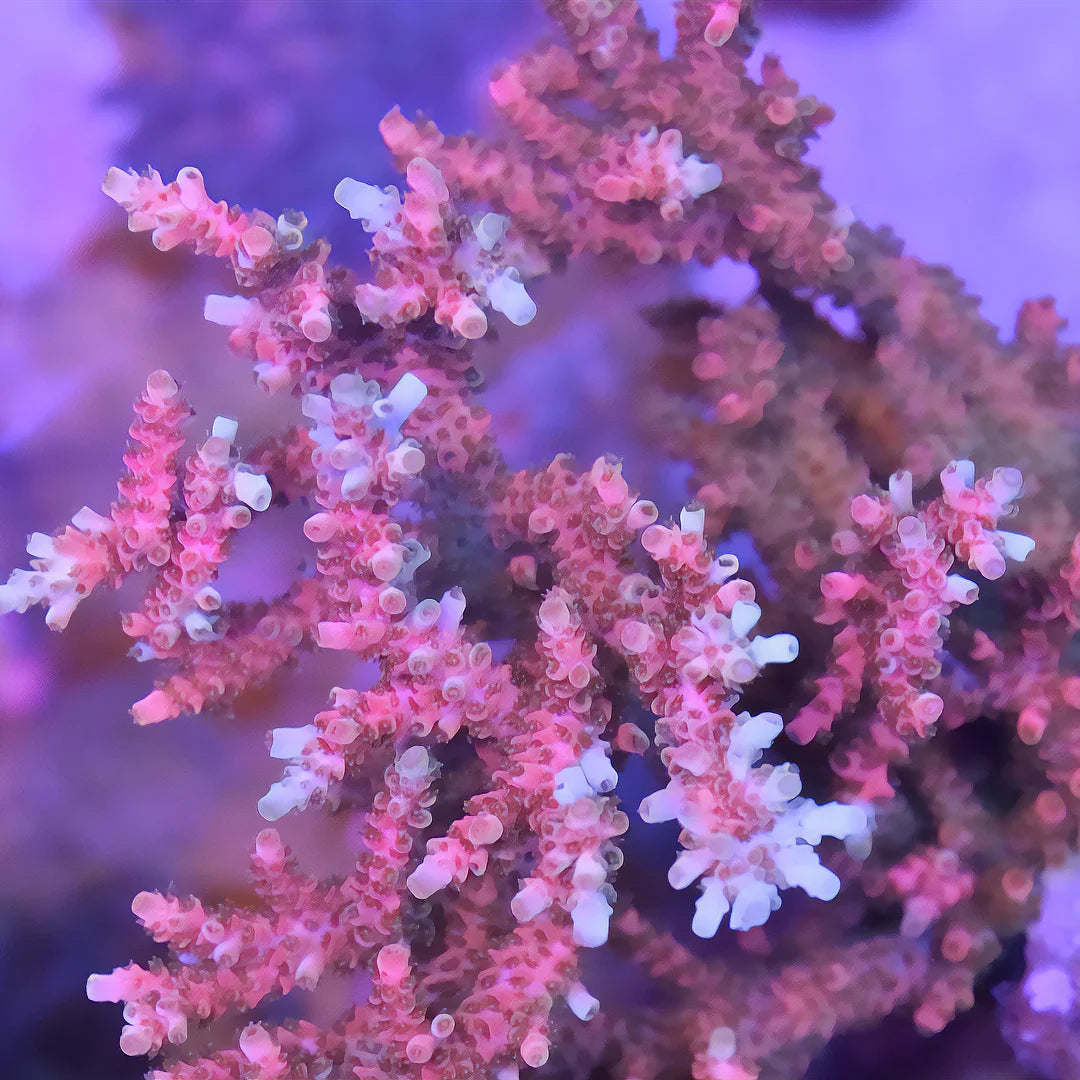 Acropora sp.