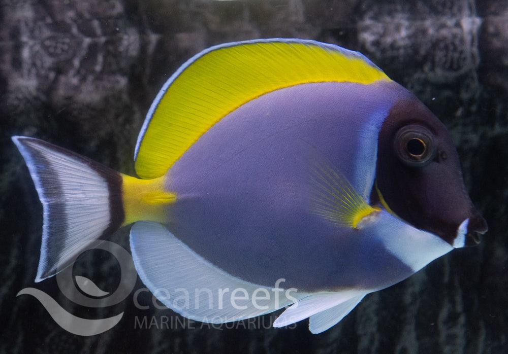 Tango Fish Tangs โ Ocean Reefs Marine Aquariums