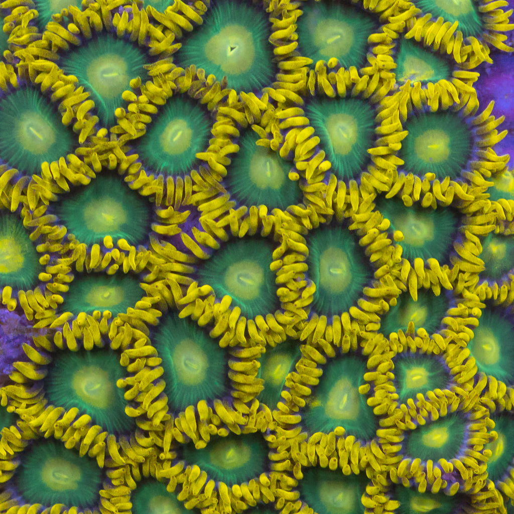 Zoas - Ocean Reefs Marine Aquariums