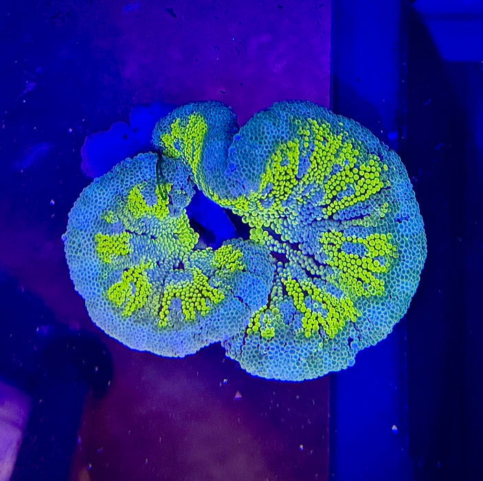 Yellow and Green Carpet Anemone