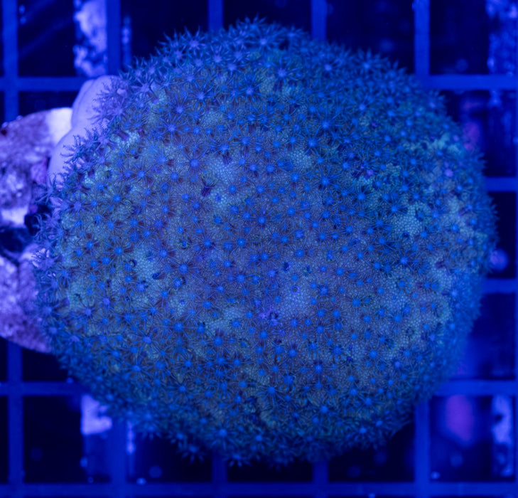 Cream Astroleather Coral