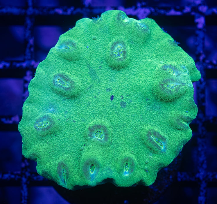Green Cup Coral