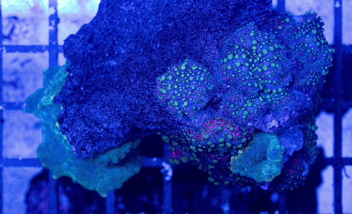 Morphing Rocks Lavalamp Morph Rock | Ocean Reefs Marine Aquariums