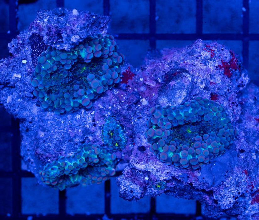 QLD Purple Ricordea Rock