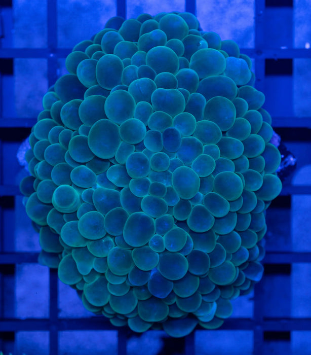 QLD Green Bubble Coral