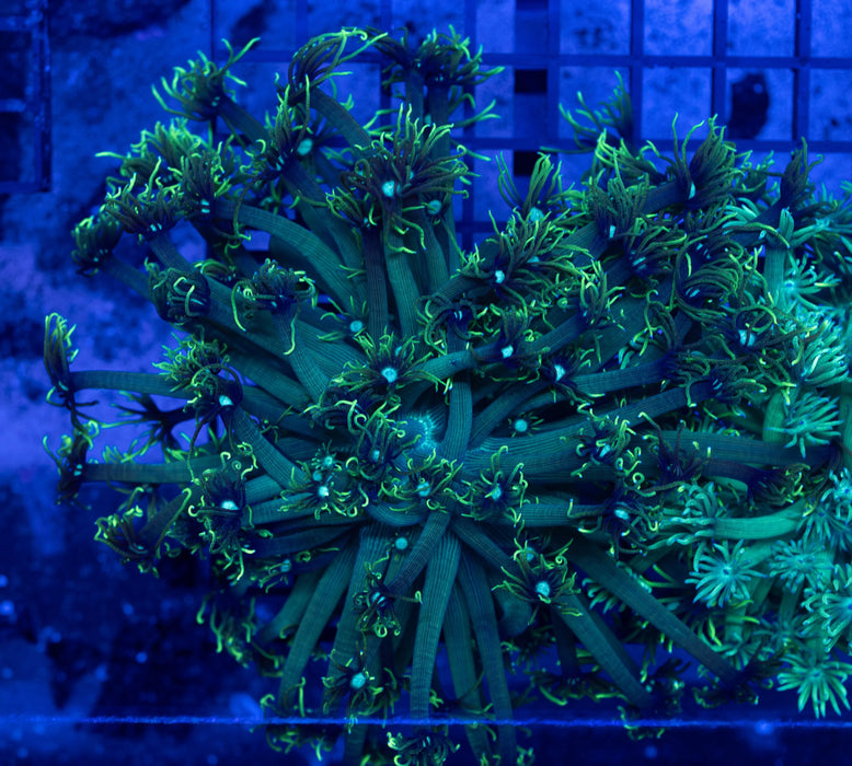 QLD Green Tip Goni Stokesi