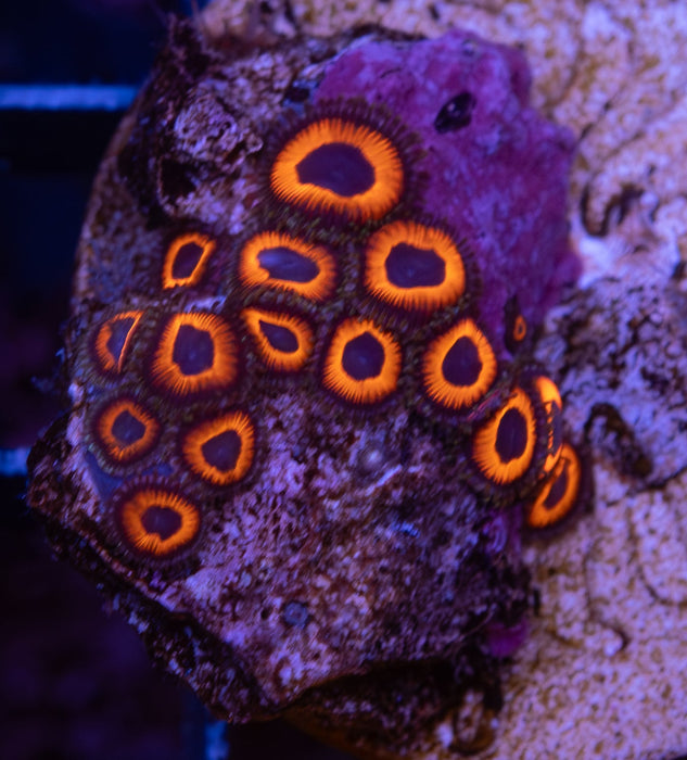 WA Blue Eyed Orange Zoa