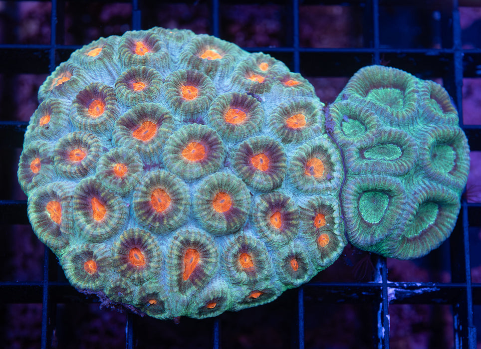 Combo Brain Coral