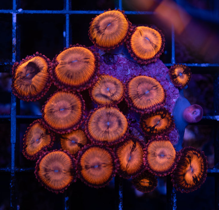 Sakura Sunrise Zoas