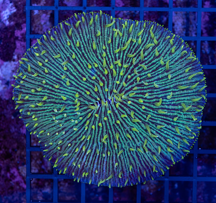 Ultra Yellow Polyp Green Fungia