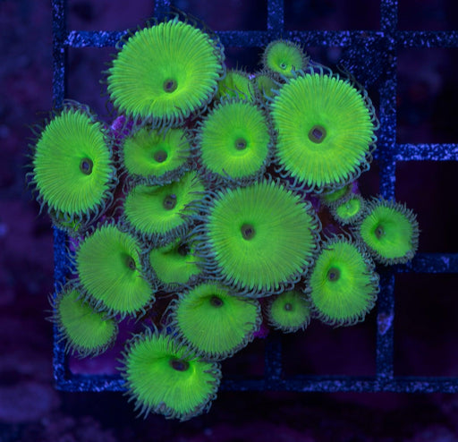 Hulk Green Zoa Frag - Ocean Reefs Marine Aquariums