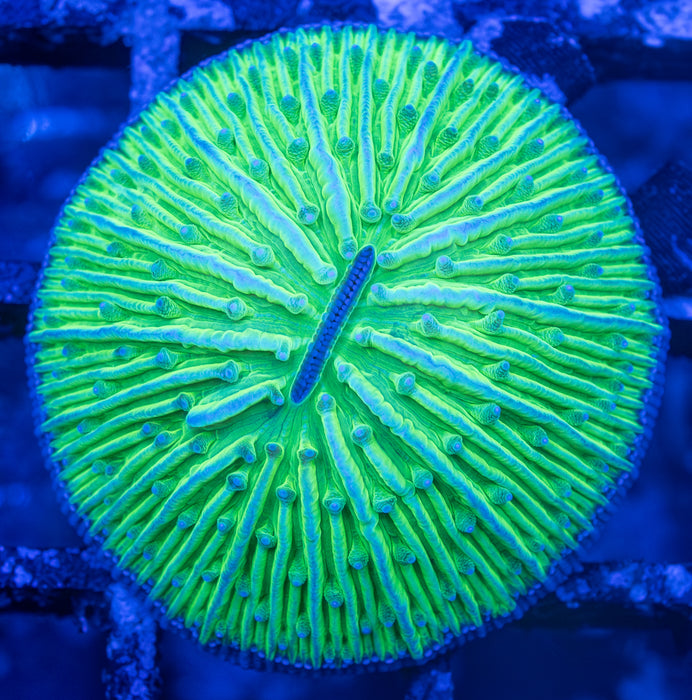 Green Dome Fungia