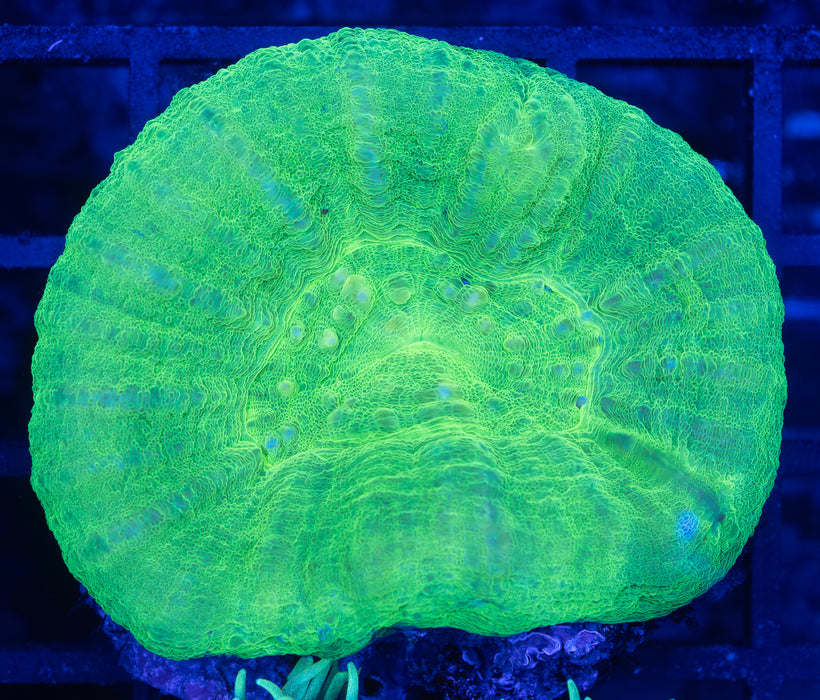 Green Apple Scoly