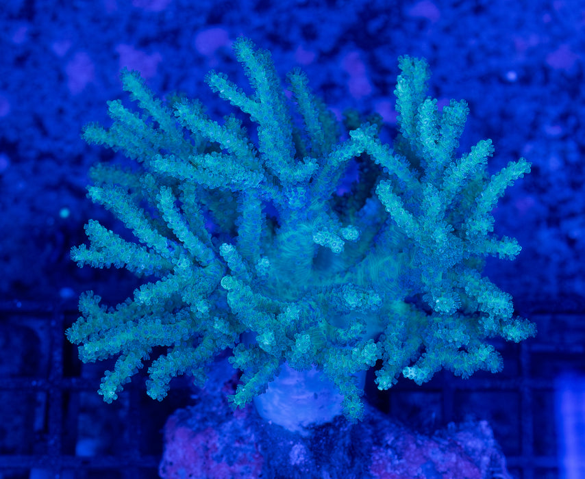 Green Sinularia Tree