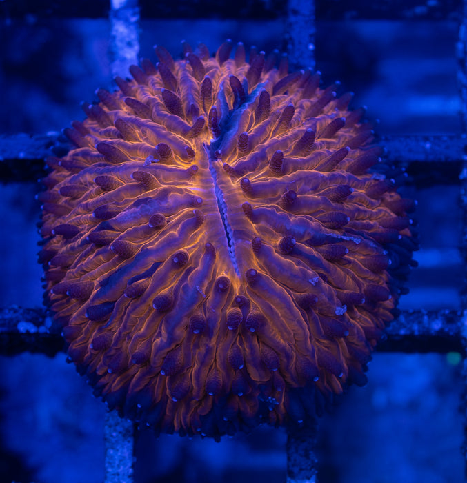 Orange Dome Fungia