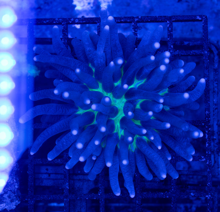 Green Base Heliofungia