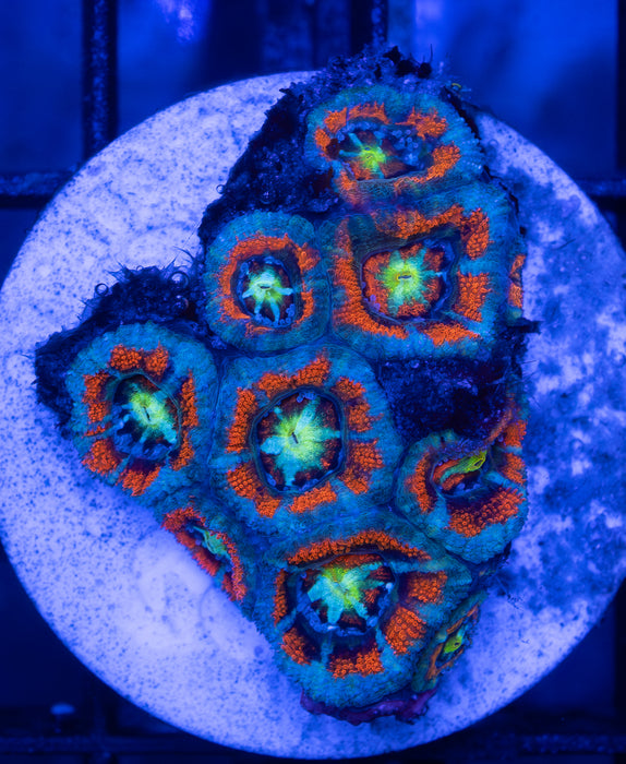 Green And Red Acan