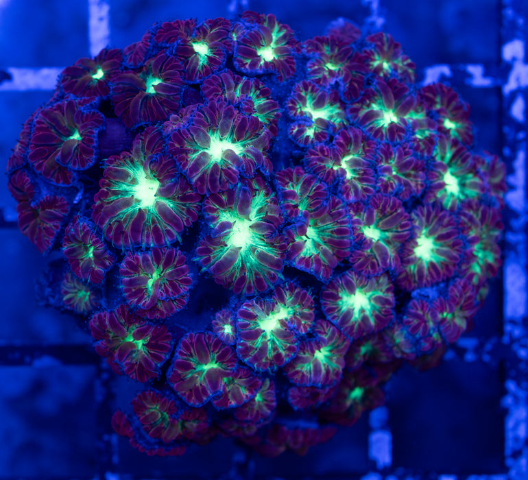 Green and Purple Blasto Merletti