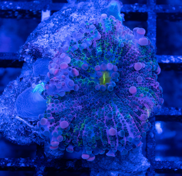 Multicolour Ricordea