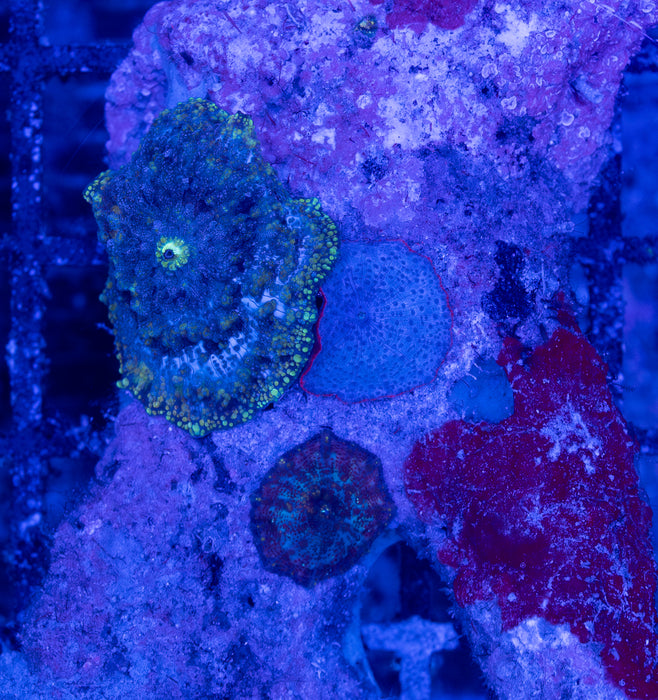 Mixed Morph Rock