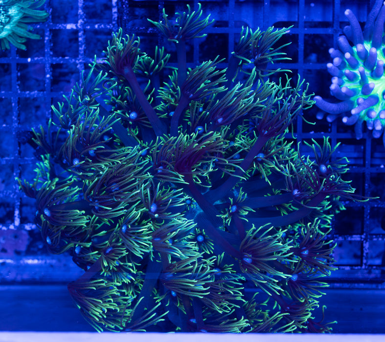 Goniopora Stokessi