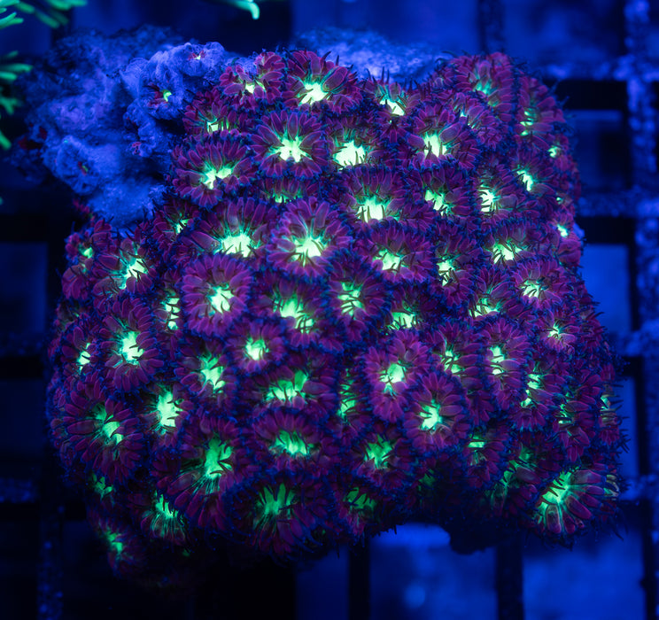Green and Purple Blasto Merletti