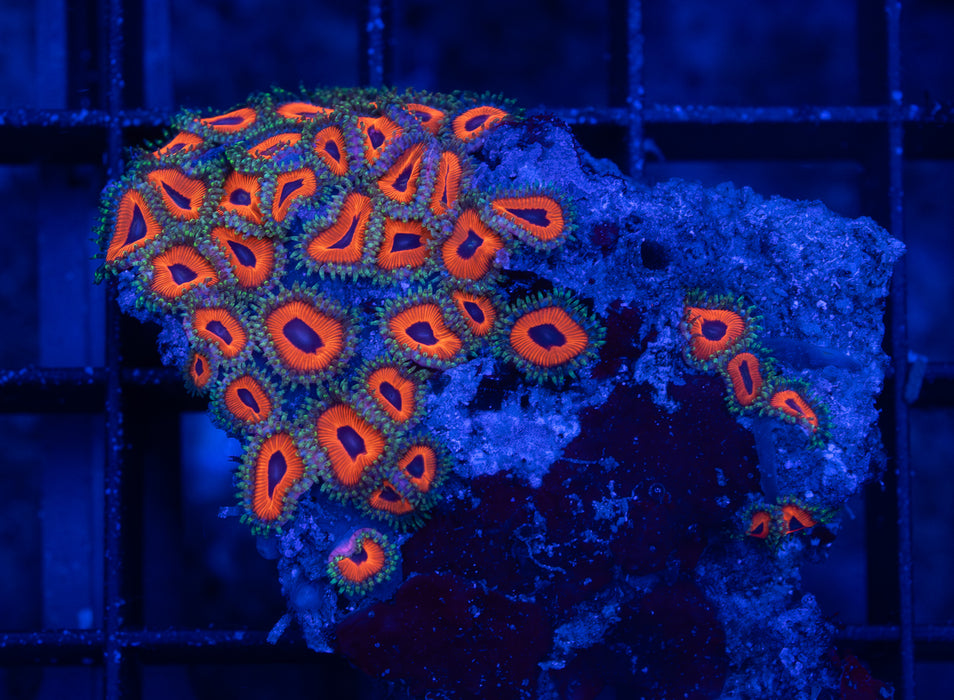 Wild Red Zoa Rock
