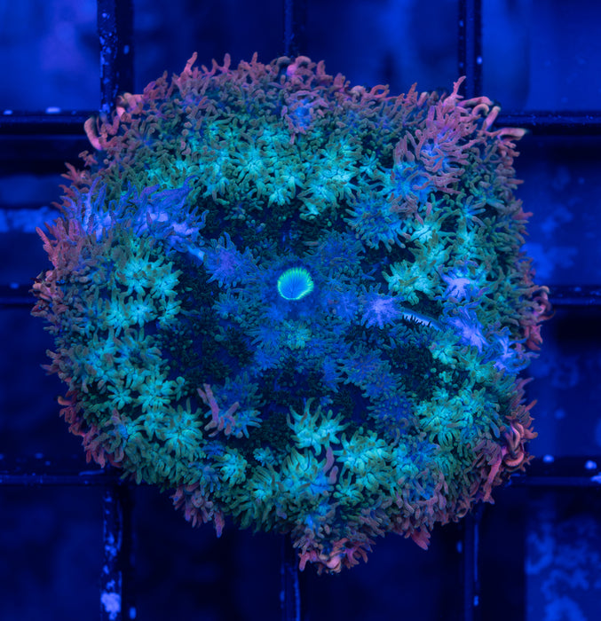 Neapolitan Rhodactis