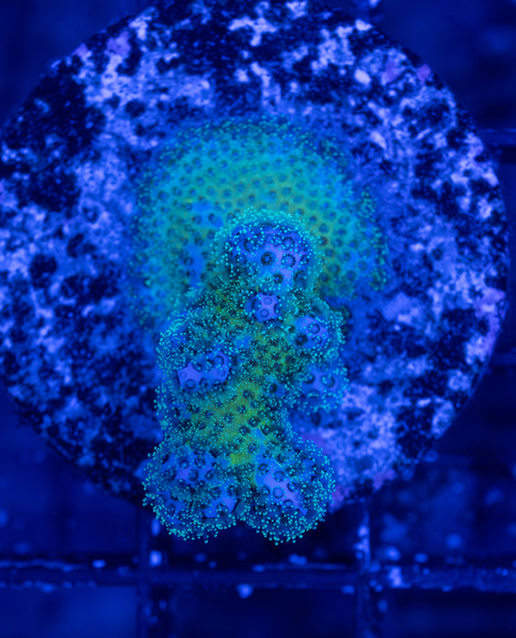 Green Pocci Frag