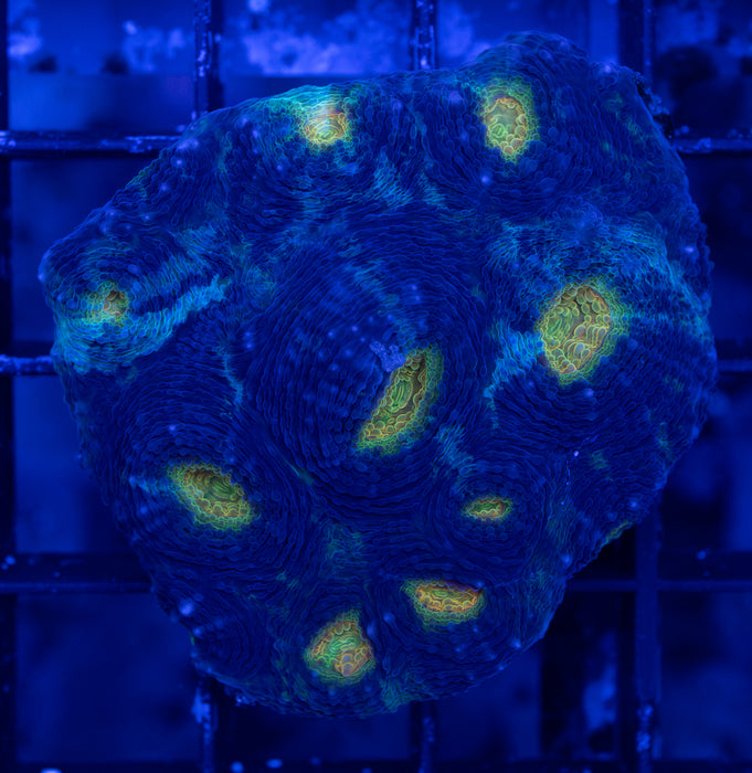 Multicolour Echinata
