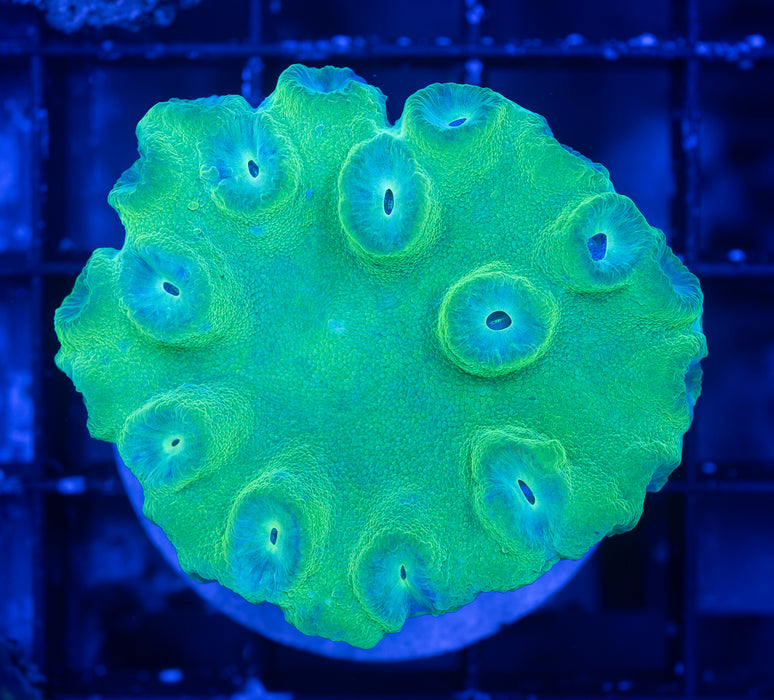 Green Cup Coral