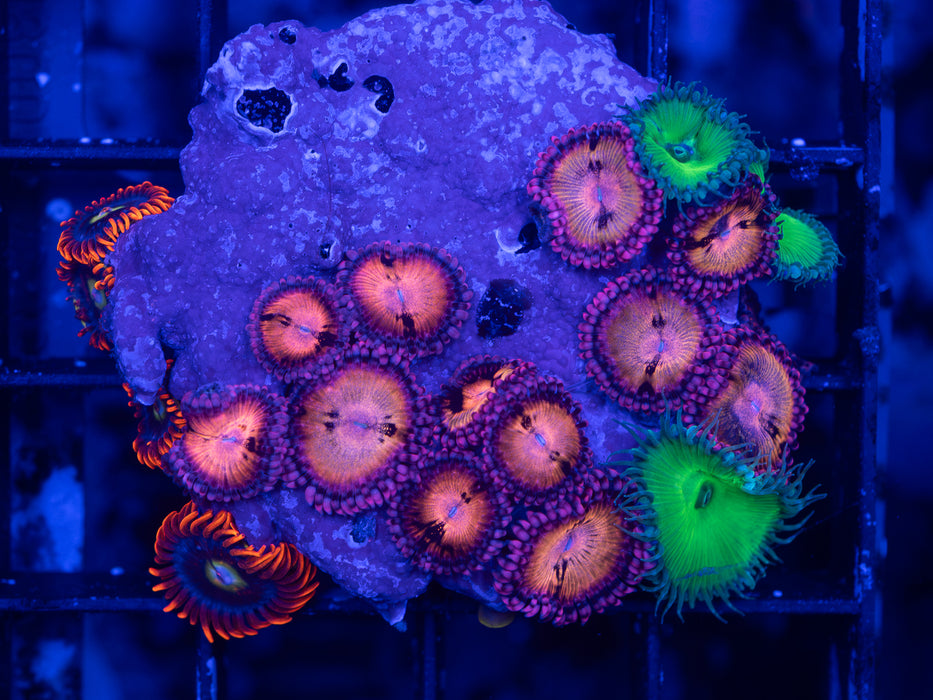 Zoa Combo Frag