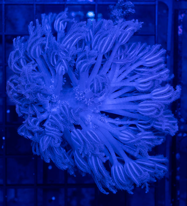 Purple Xenia