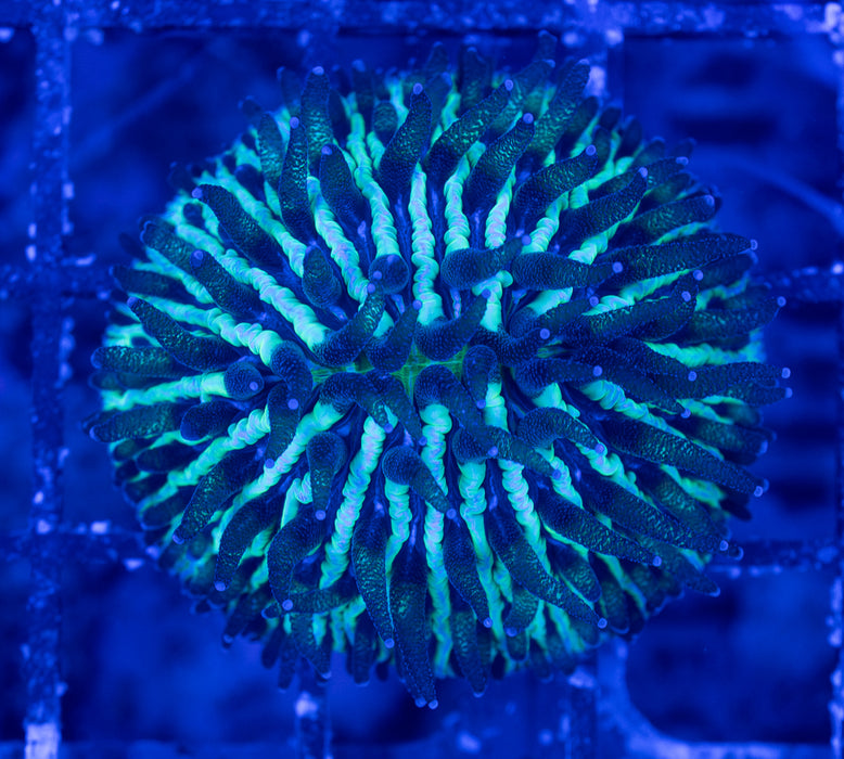 Green Sand Dome Fungia