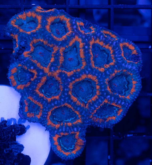 Orange Rim Acan